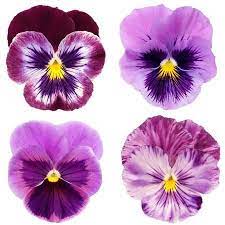 Set Of Purple Pansy On White Background Peinture Fleurs Art Floral Aquarelle Fleurs
