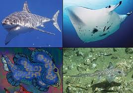 Chondrichthyes Wikiwand