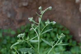 Image result for Cynoglossum lanceolatum