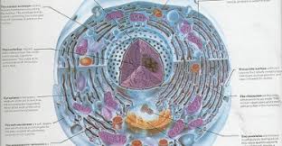 We did not find results for: Animal Cell Facts Archives Pediaa Com