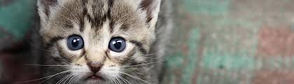 The debate over baby kittens for adoption tons of handling for kittens make them simpler to train also. Baby Kittens Charleston Animal Society