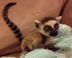 Baby Lemur At Zooniversity Baby Lemur Cute Animals Baby Animals