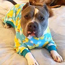 Pit Bulls In Pajamas Are The Cutest Thing Ever And There Is No Way You Can Make Me Think Otherwise Aww