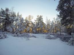 Swedish snow conditions represent skiing conditions and snowfall reported on the slopes right now, so check our sweden snow forecast pages if you want to know where it's going to snow next. When Snow Has Covered The Forest Study In Sweden