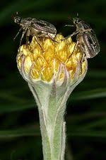 Image result for Helichrysum cephaloideum