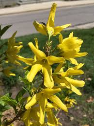 Check spelling or type a new query. What Is That Flowering Tree Elements Studio