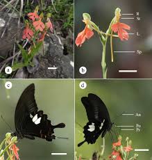 Image result for Habenaria epipactidea