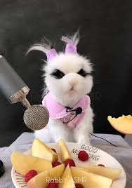 Rabbit Asmr Rabbits And Cats Eat Durian And Strawberries Asmr Facebook