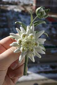 Velvet Flowers Edelweiss Brooch Jewelry Edelweiss Edelweiss Etsy In 2020 Edelweiss Flower Velvet Flowers Flower Aesthetic