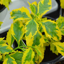 Image result for Duranta erecta