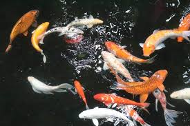 If you already have a space in the ground dug out, then why not utilize it? Can You Swim In A Koi Pond Born For Pets