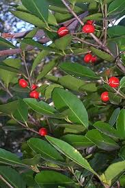 Image result for Elaeodendron