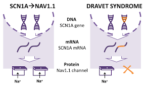 Image result for Synandrodaphne