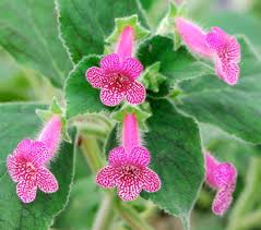 Image result for Kohleria