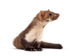 Image result for kuna lesní obrázky