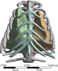 See more ideas about rib cage, cage, caged necklace. 3d Finite Element Models Of The Lung And Rib Cage Download Scientific Diagram