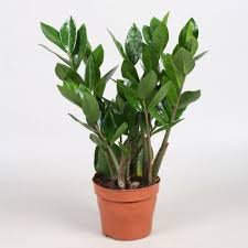 Image result for Zamiokulkas Zamioculcas