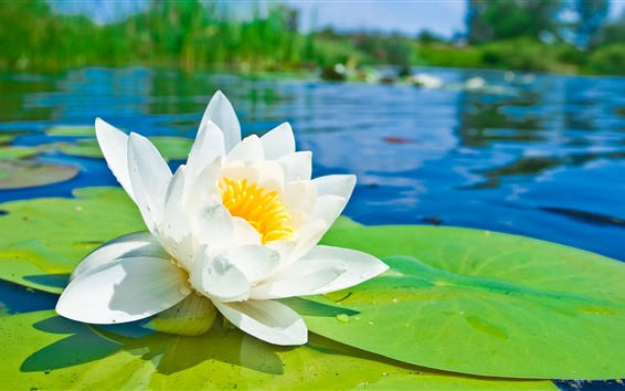 Image result for white lotus  flower"