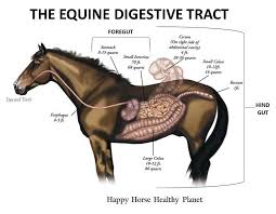 Horse Intestinal Tract Google Search Pollitt S Recent Work Indicates Involvement Of A Leaky Basement Membrane In The Inte Horse Anatomy Healthy Horses Horses