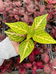 Image result for Iresine lindenii