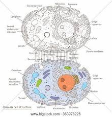 Animal cell coloring guide answer key. Imagenes Ilustraciones Y Vectores De Ribosomes Gratis Bigstock