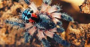 Pretty expensive tarantula, it's also pretty reclusive so you rarely see it. Typhochlaena Seladonia 101 Care Enclosure Temperament More