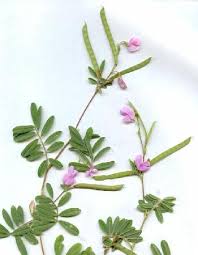 Image result for Tephrosia meisneri