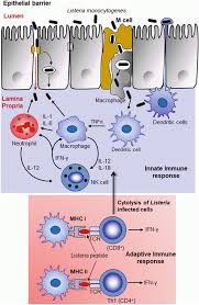 Listeria monocytogenes is the species of pathogenic bacteria that causes the infection listeriosis. Listeria Monocytogenes Springerlink