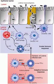 Read about diagnosis, treatment, prevention. Listeria Monocytogenes Springerlink