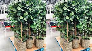 ¡cocina con sam's club puerto rico! Sam S Club Is Selling A Faux Fiddle Leaf Fig Tree For Under 100