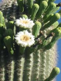 This he did and was amazed to see the plant shiver all over, he gave it another light spray and it she decided to dig up a cactus to take home with her. Saguaro Cactus Rubber Tramp Artist