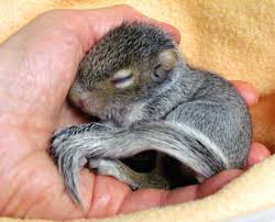 Check spelling or type a new query. Como Cuidar A Una Ardilla Webanimales Com