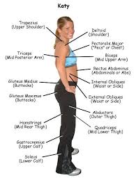 Photo Of Young Woman With All Of The Major Muscles Labeled Side View Cardio Workout At Home Muscle Total Body Workout