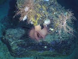 Deepwater horizon izle, deepwater horizon: Brazilian Deep Sea Corals Springerlink
