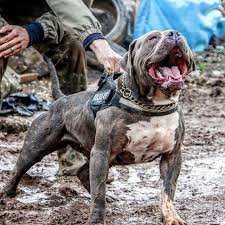 Pin By Mar Mad On Dogs Bully Dog Pitbull Dog Big Dogs