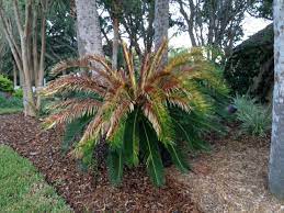 We did not find results for: What S Wrong With My Sago Palm Gardening In The Panhandle