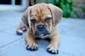 Image result for puggle