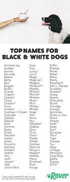 19 Most Popular Black And White Dog Names For 2021 White Dogs Black And White Dog Dog Names