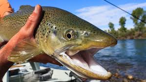 While twin lakes remains chilly throughout most of the year, this does not deter visitors and residents from enjoying its waters and beautiful surroundings. 5 Best Places To Go Fishing In Southeast Idaho In 2017 Xtreme Idaho Idahostatejournal Com