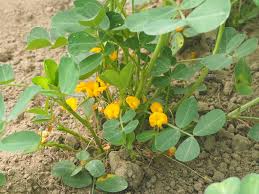 Image result for Arachis