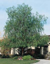 California Pepper Tree Pepper Tree Drought Tolerant Trees California Trees For Front Yard