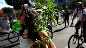 So did i, and here's what i found out! Mexico Marijuana Lower House Passes Recreational Cannabis Bill Bbc News