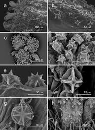 Image result for Acalypha psilostachya