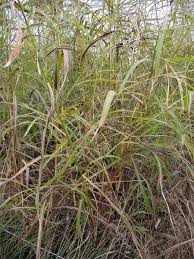 Image result for Rottboellia