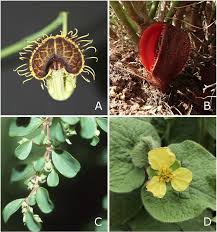 Image result for Aristolochiaceae