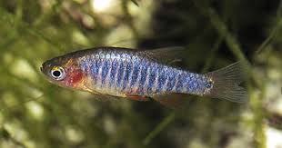 Detailed Aquarium Fish Profiles For Many Of The Tropical Fish We Keep Today Emerald Dwarf Rasbora Danio Erythromicron Microrasbo Tropical Fish Fish Pet Breeds