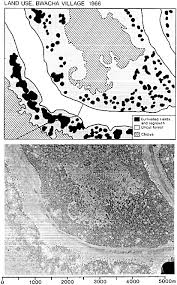 Image result for Brachystegia longifolia