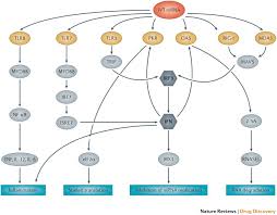 Последние твиты от katalin kariko (@kkariko). Mrna Based Therapeutics Developing A New Class Of Drugs Nature Reviews Drug Discovery