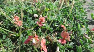 Image result for Indigofera mendonçae