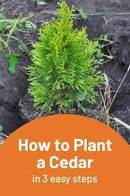 How To Plant A Cedar In 3 Easy Steps Cedar Plant Trees To Plant Cedar Trees